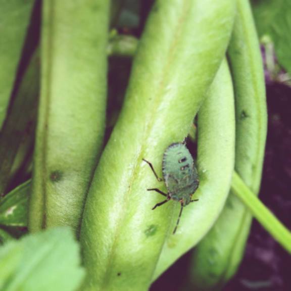 Bean Bug