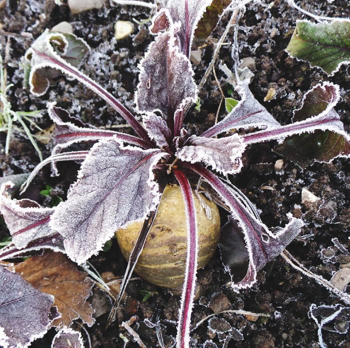 Striking Beetroot Colours