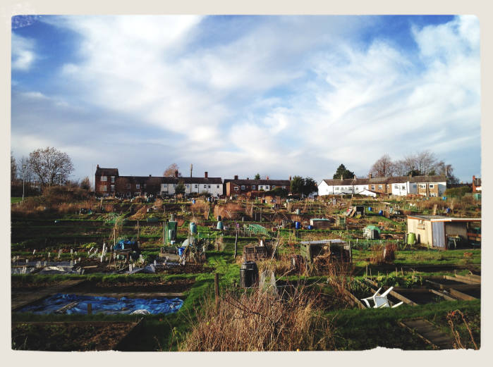 View of the allotment